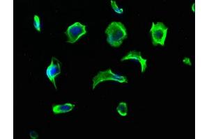 Immunofluorescence staining of MCF-7 cells with ABIN7140215 at 1:213, counter-stained with DAPI. (Vasn 抗体  (AA 553-572))