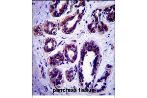 ATG9B Antibody (C-term) (ABIN657572 and ABIN2846578) immunohistochemistry analysis in formalin fixed and paraffin embedded human pancreas tissue followed by peroxidase conjugation of the secondary antibody and DAB staining. (ATG9B 抗体  (C-Term))