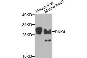 Western blot analysis of extracts of mouse liver and mouse heart cells, using DKK4 antibody. (DKK4 抗体)