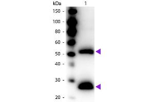 Western blot of Peroxidase conjugated Goat F(ab’)2 Anti-Mouse IgG secondary antibody.