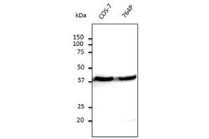 Anti-beta-Actin Ab at 1/500 dilution, lysates at 100 µg per Iane, Rabbit polyclonal to goat lgG (HRP) at 1/10,000 dilution,