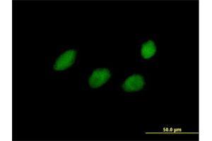 Immunofluorescence of purified MaxPab antibody to TCEAL4 on HeLa cell. (TCEAL4 抗体  (AA 1-215))