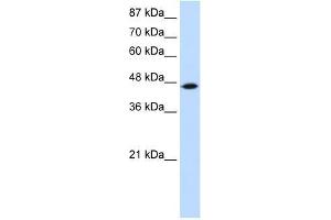 TRIT1 antibody used at 2.