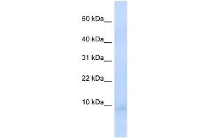 CEND1 antibody used at 1 ug/ml to detect target protein. (CEND1 抗体  (N-Term))