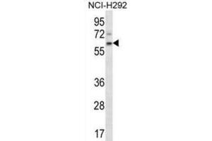 Western Blotting (WB) image for anti-Adenomatosis Polyposis Coli Down-Regulated 1 (APCDD1) antibody (ABIN2997298) (APCDD1 抗体)