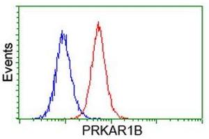 Image no. 1 for anti-Protein Kinase, CAMP-Dependent, Regulatory, Type I, beta (PRKAR1B) antibody (ABIN1500406) (PRKAR1B 抗体)
