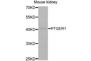 Western blot analysis of extracts of mouse kidney, using PTGER1 antibody (ABIN5971507) at 1:400 dilution. (PTGER1 抗体)