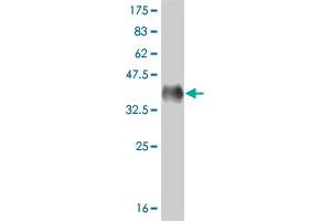 Western Blot detection against Immunogen (36. (MED17 抗体  (AA 551-651))
