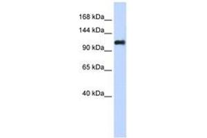Image no. 1 for anti-Nidogen 2 (NID2) (AA 1044-1093) antibody (ABIN6743485) (NID2 抗体  (AA 1044-1093))