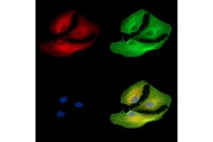 ABIN7096454 and ABIN7100518 staining  cells by IF/ICC. (UGT2B28 抗体)