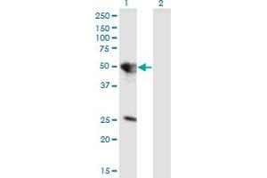 Western Blot analysis of TUFT1 expression in transfected 293T cell line by TUFT1 monoclonal antibody (M01), clone 2C10.