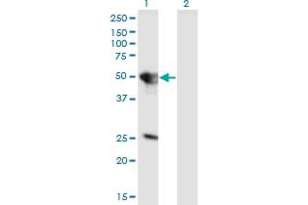 TUFT1 anticorps  (AA 241-350)