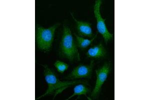 IF analysis of PLD3 using anti-PLD3 antibody (ABIN7599439).