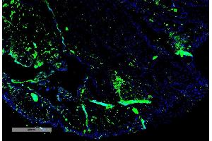 Immunohistochemistry analysis using Mouse Anti-Parvalbumin Monoclonal Antibody, Clone C12 (ABIN6952011). (PVALB 抗体  (FITC))
