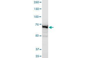 Western Blotting (WB) image for anti-ATP-Binding Cassette, Sub-Family B (MDR/TAP), Member 6 (ABCB6) (AA 743-842) antibody (ABIN564346)