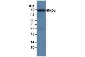 Detection of PTPRO in Mouse Cerebrum lysate using Polyclonal Antibody to Protein Tyrosine Phosphatase Receptor Type O (PTPRO)
