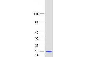Western Blotting (WB) image for Acylphosphatase 1, Erythrocyte (Common) Type (Acyp1) (Transcript Variant 1) protein (Myc-DYKDDDDK Tag) (ABIN2714379)