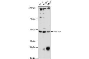 Western blot analysis of extracts of various cell lines, using DEPDC6 Rabbit pAb (ABIN6130266, ABIN6139536, ABIN6139537 and ABIN6225007) at 1:1000 dilution. (DEPTOR 抗体  (AA 1-220))