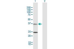 Western Blot analysis of TNNT2 expression in transfected 293T cell line by TNNT2 MaxPab polyclonal antibody. (Cardiac Troponin T2 抗体  (AA 1-295))