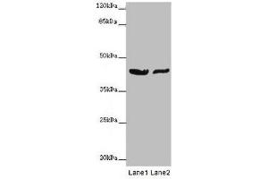Western blot All lanes: GATA1 antibody at 7 μg/mL Lane 1: MCF-7 whole cell lysate Lane 2: A549 whole cell lysate Secondary Goat polyclonal to rabbit IgG at 1/10000 dilution Predicted band size: 43, 36, 35 kDa Observed band size: 43 kDa (GATA1 抗体  (AA 39-153))