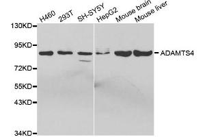 Western Blotting (WB) image for anti-ADAM Metallopeptidase with Thrombospondin Type 1 Motif, 4 (ADAMTS4) antibody (ABIN1870806) (ADAMTS4 抗体)