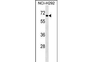 DYRK4 Antibody (Center) (ABIN1538325 and ABIN2848691) western blot analysis in NCI- cell line lysates (35 μg/lane). (DYRK4 抗体  (AA 335-363))