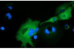 Anti-ARHGAP25 mouse monoclonal antibody (ABIN2452779) immunofluorescent staining of COS7 cells transiently transfected by pCMV6-ENTRY ARHGAP25 (RC217414). (ARHGAP25 抗体)