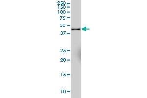 SYT11 monoclonal antibody (M03), clone 4E1 Western Blot analysis of SYT11 expression in IMR-32 . (SYT11 抗体  (AA 84-139))