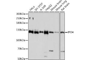 Western blot analysis of extracts of various cell lines, using IPO4 antibody  at 1:1000 dilution. (Importin 4 抗体  (AA 728-1081))
