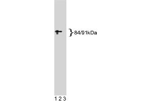 Western blot analysis of Stat1 on a A431 cell lysate. (STAT1 抗体  (AA 1-194))