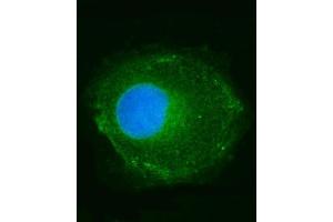 IF analysis of NDUFS2 using anti-NDUFS2 antibody (ABIN7599417).