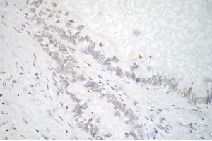 anti-Ubiquitin-Conjugating Enzyme E2Z (UBE2Z) antibody