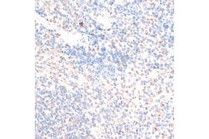 Immunohistochemistry of paraffin-embedded mouse spleen using HMGN1 antibody. (HMGN1 抗体)