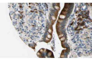 ABIN6268662 at 1/100 staining Mouse intestine tissue by IHC-P. (GJB2 抗体  (Internal Region))