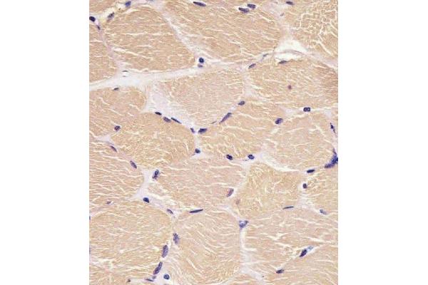 Density Regulated Protein 抗体