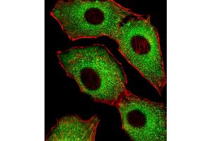 Fluorescent image of A549 cells stained with CDK5 Antibody (C-term) (ABIN6242783 and ABIN6577637). (CDK5 抗体  (C-Term))