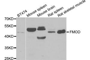 Western blot analysis of extracts of various cell lines, using FMOD antibody. (Fibromodulin 抗体)