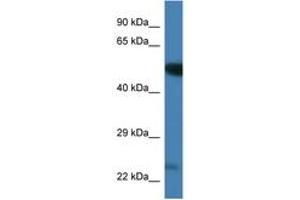 Image no. 1 for anti-Polo-Like Kinase 3 (PLK3) (AA 385-434) antibody (ABIN6746339) (PLK3 抗体  (AA 385-434))