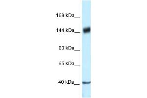 WB Suggested Anti-PELP1 Antibody Titration: 1. (PELP1 抗体  (C-Term))