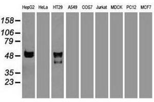 Image no. 2 for anti-serpin Peptidase Inhibitor, Clade A (Alpha-1 Antiproteinase, Antitrypsin), Member 1 (SERPINA1) (AA 26-418) antibody (ABIN1491294) (SERPINA1 抗体  (AA 26-418))