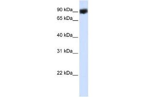 HSP90B1 antibody used at 1 ug/ml to detect target protein. (GRP94 抗体)