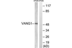 Western blot analysis of extracts from HT-29 cells, using VANGL1 Antibody. (Vangl1 抗体  (AA 301-350))