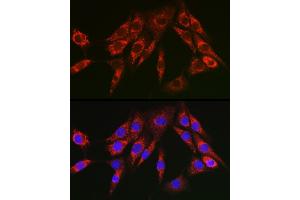 Immunofluorescence analysis of NIH/3T3 cells using Cytochrome C Rabbit pAb (ABIN3020718, ABIN3020719, ABIN3020720, ABIN1512803 and ABIN6213689) at dilution of 1:150 (40x lens).