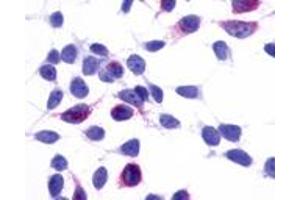 Anti-GPR137B / TM7SF1 antibody immunocytochemistry (ICC) staining of HEK293 human embryonic kidney cells transfected with GPR137B / TM7SF1. (GPR137B 抗体  (Cytoplasmic Domain))