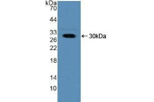 Western blot analysis of recombinant Human NUP50. (NUP50 抗体  (AA 37-269))