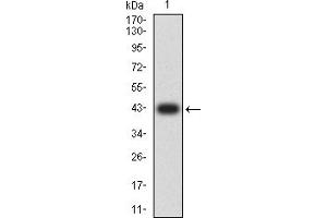 Western blot analysis using NAGR1 mAb against human NAGR1 (AA: 17-161) recombinant protein.