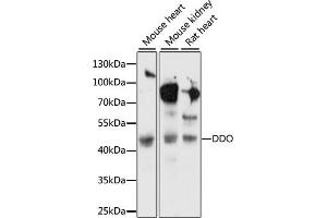 Western blot analysis of extracts of various cell lines, using DDO antibody (ABIN7266670) at 1:1000 dilution. (DDO 抗体  (AA 1-369))