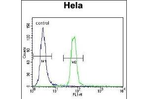 SUMO1 Antibody (C-term) (ABIN388027 and ABIN2845493) flow cytometric analysis of Hela cells (right histogram) compared to a negative control cell (left histogram). (SUMO1 抗体  (C-Term))