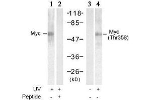 Image no. 2 for anti-Myc Proto-Oncogene protein (MYC) (Thr358) antibody (ABIN197156) (c-MYC 抗体  (Thr358))