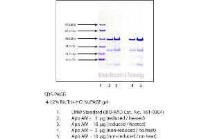 Gel Scan of Apolipoprotein AIV, Human Plasma  This information is representative of the product ART prepares, but is not lot specific. (APOA4 蛋白)